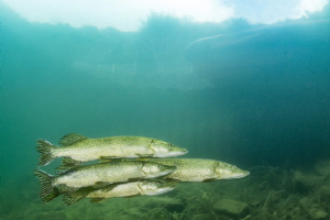 "Pursuit" - Mating Pike, UK, Inland
Three Male Pike purs... by Spencer Burrows 